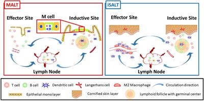 Putative Immunological Functions of Inducible Skin-Associated Lymphoid Tissue in the Context of Mucosa-Associated Lymphoid Tissue